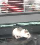 Vand hamster pitic+cusca+accesorii