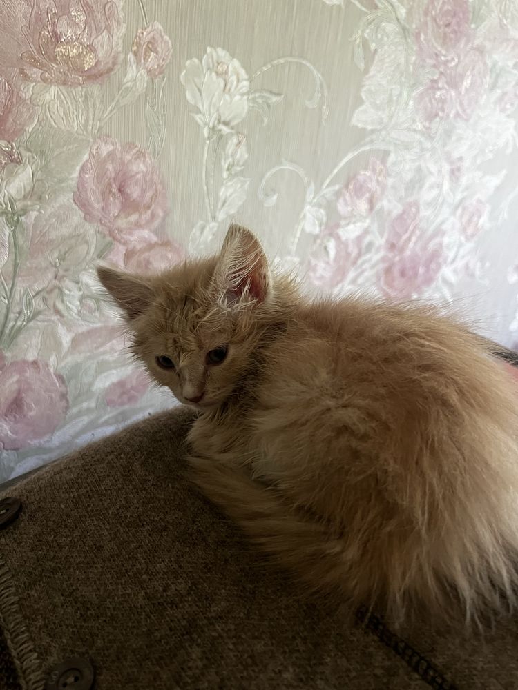 Котята ищут семью