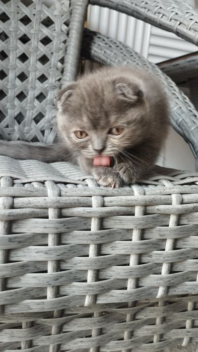 Scottish fold va Scottish strayt mushukchalar