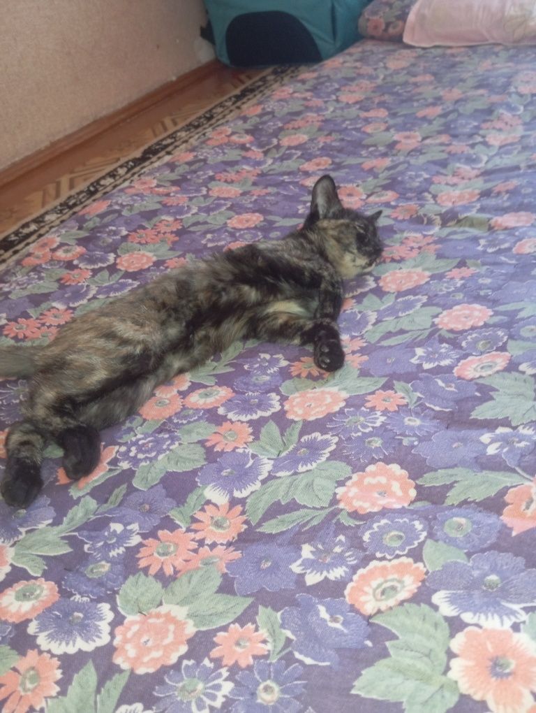 Кошка разноцветная