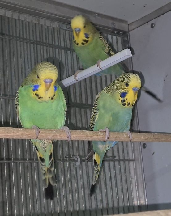 Vand papagali perusi semi-standard!