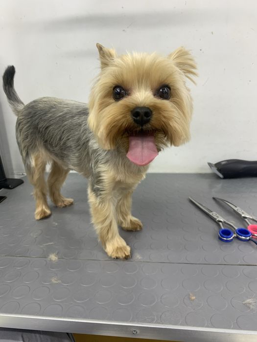 Профессиональный груминг для ваших любимцев!