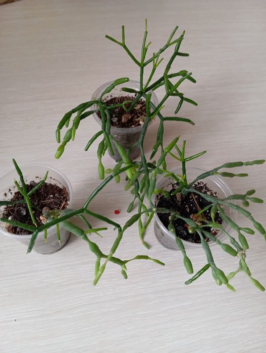 Хатиора- тропический кактус