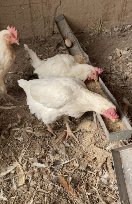 Tovuqlar Sotiladi Optim Tovuq