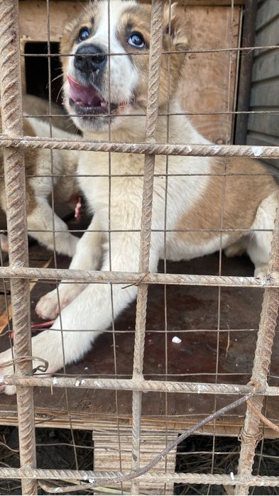 Продается щенка алабая