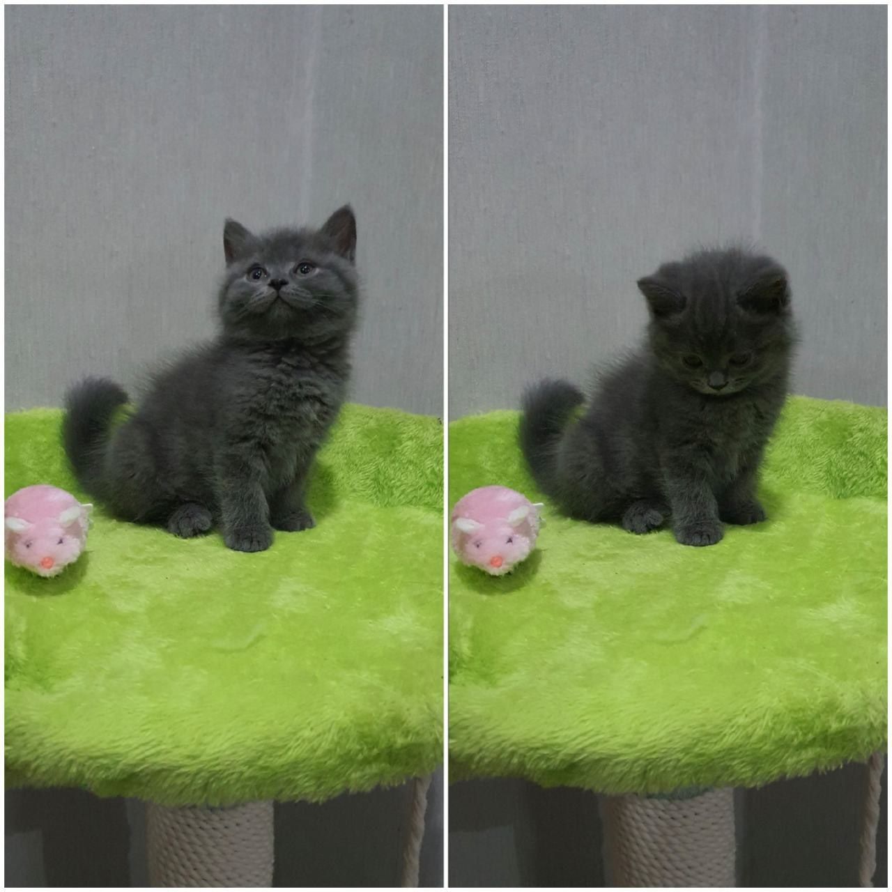 Скотиш страйт девочка