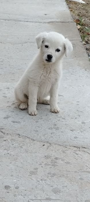 mutloqo bepul it boqaman deyuvchlar uchun