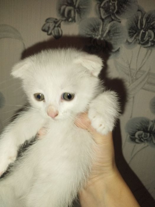 Котята веслоухи, две девочки веслоухие, и один белый котик мальчик обч