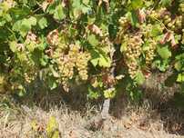 Struguri de calitate superioară Valea Călugărească - direct PRODUCATOR