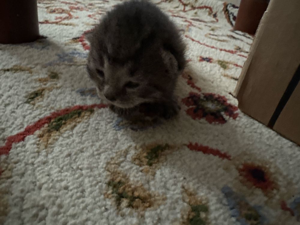 Маленькие котята в хорошие руки