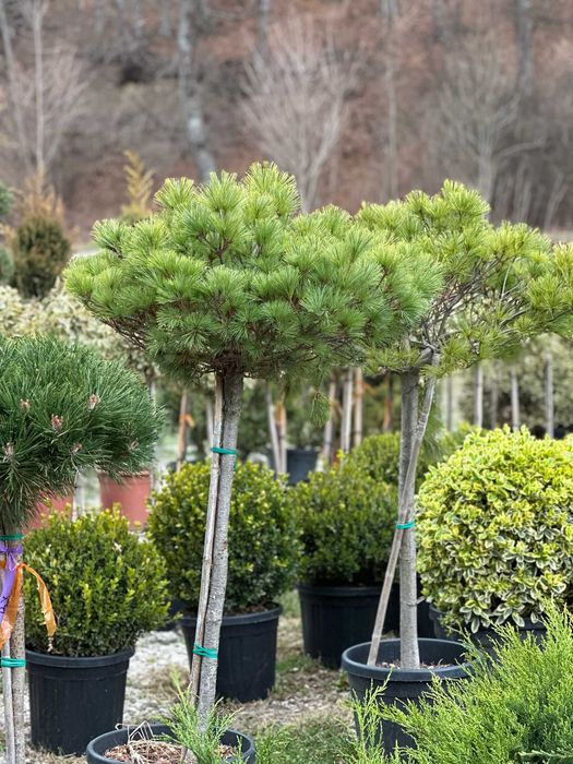 Plante de Grădină cu Rată de Prindere 100% Garantată