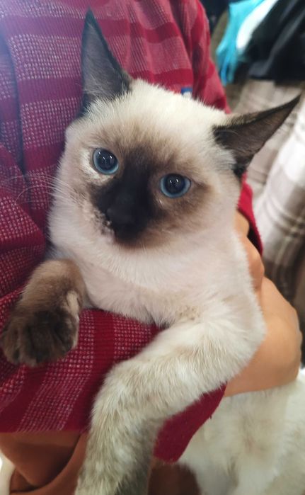 Сиамский котенок