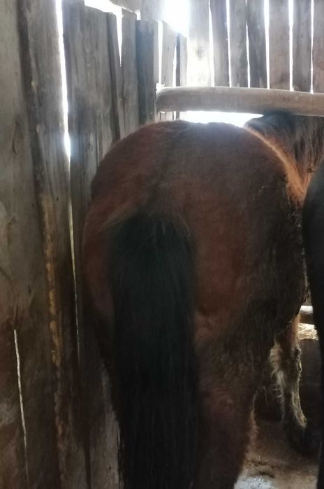 Продам тай на откорме