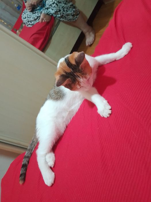 Отдам кошочек дором в хорошие руки