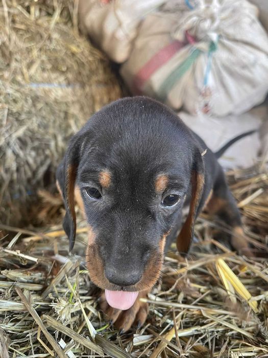 Cățeluș teckel/dachshund