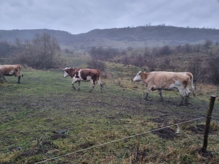 vand 2 vaci gestante