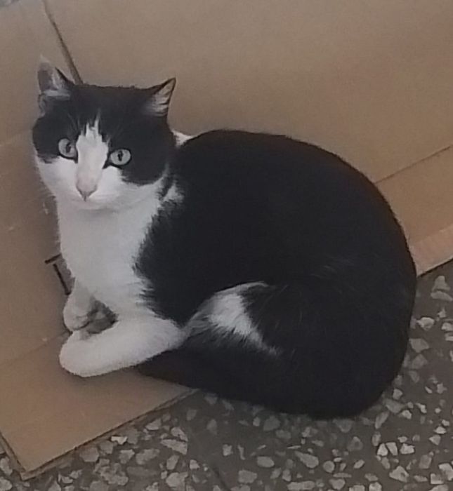 Срочно в хорошие добрые руки