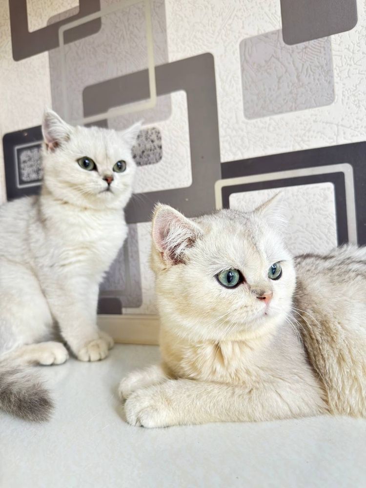 Mushik/кот/котёнок/шиншилла/chinchilla//mushuk/порода/shinshilla