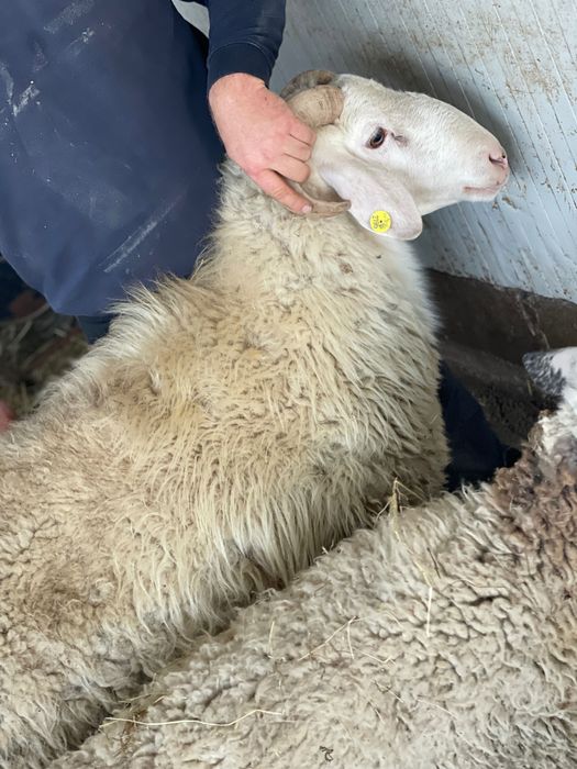 Свободен коч 2.5г