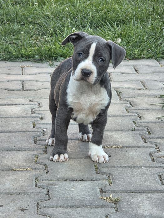 American Staffordshire Terrier
