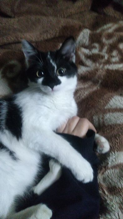 Продам котёнка очень игривый