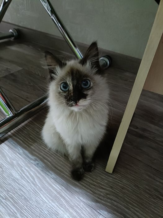 Отдам кошечку ответственным людям