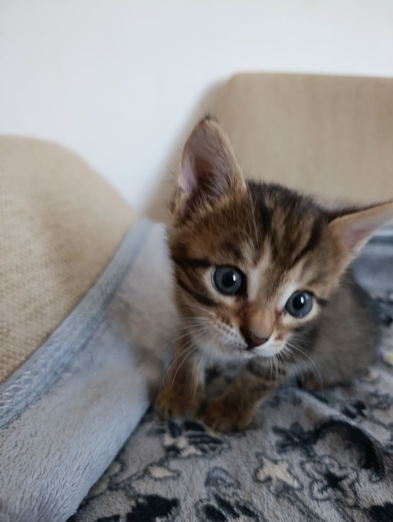 Котенок в добрые руки