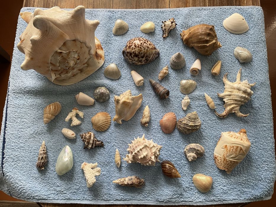 Морские раковины