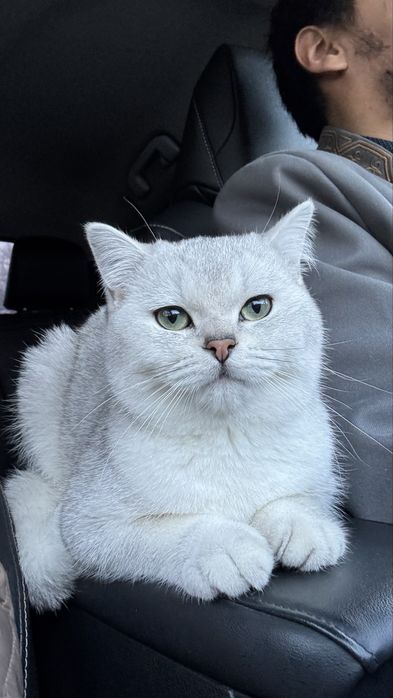 Британская шиншилла серебро