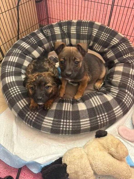 Дребни кученца пазачи