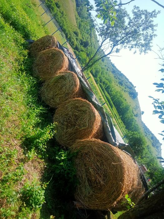 Vând baloți lucernă