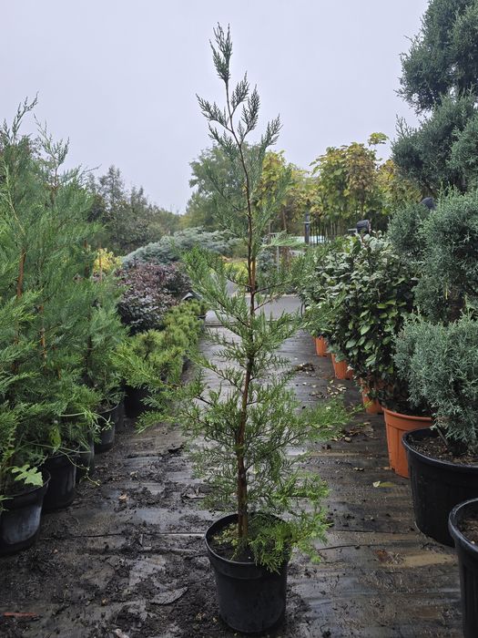 Leylandii chipaross la ghiveci