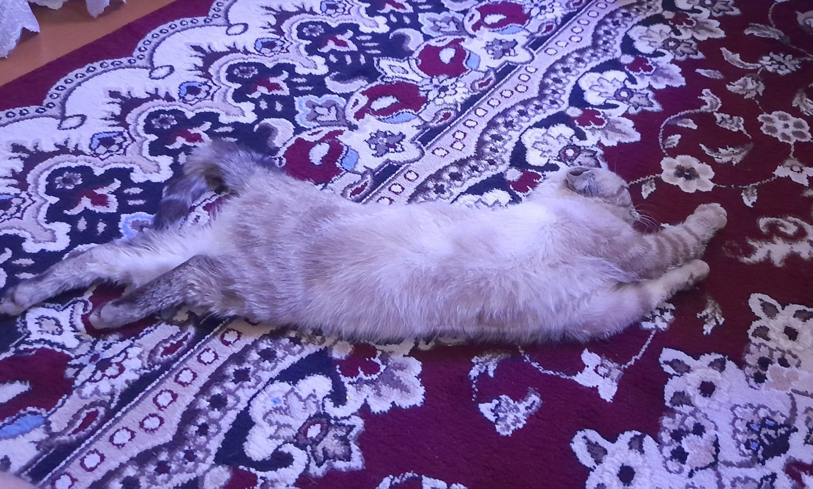Кошка [Скоттиш фолд]
