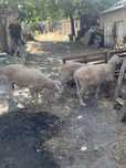 Berbeci merinos de prasila