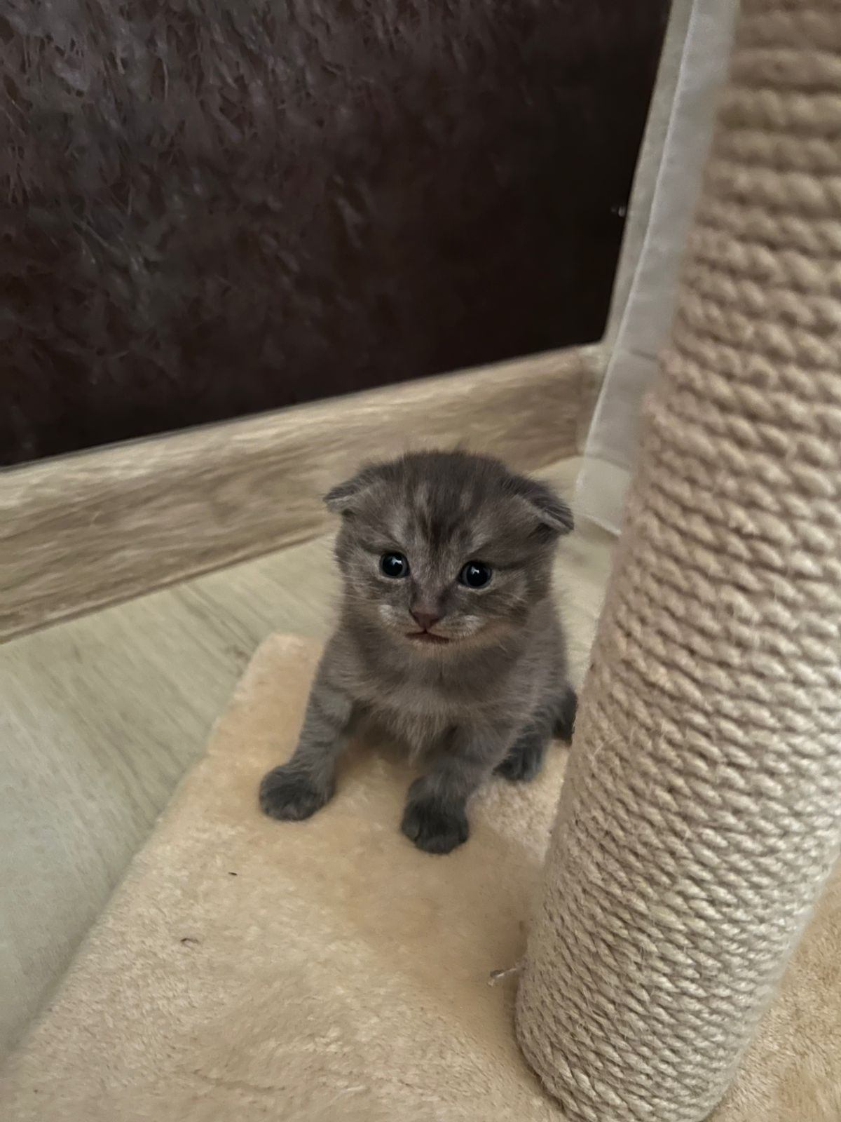 Котенок вислоухо