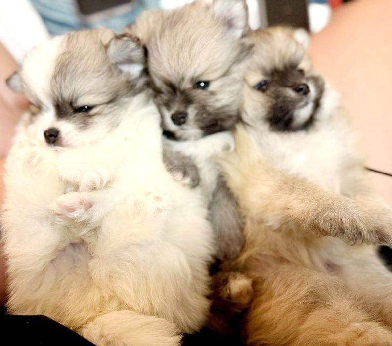 Шпиц документы превывки все есть