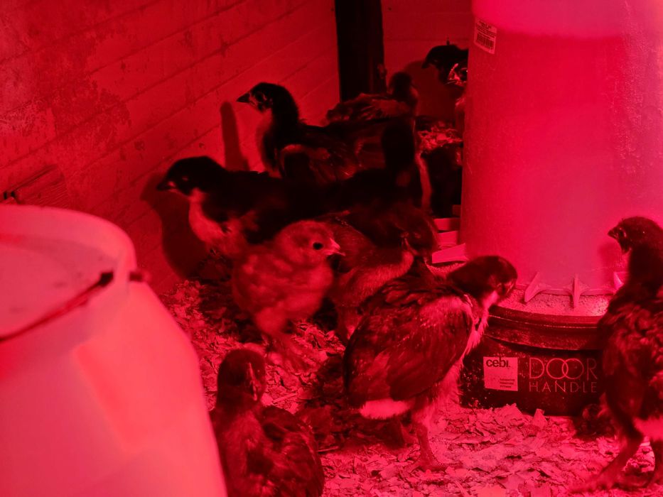 Пилета австралорп