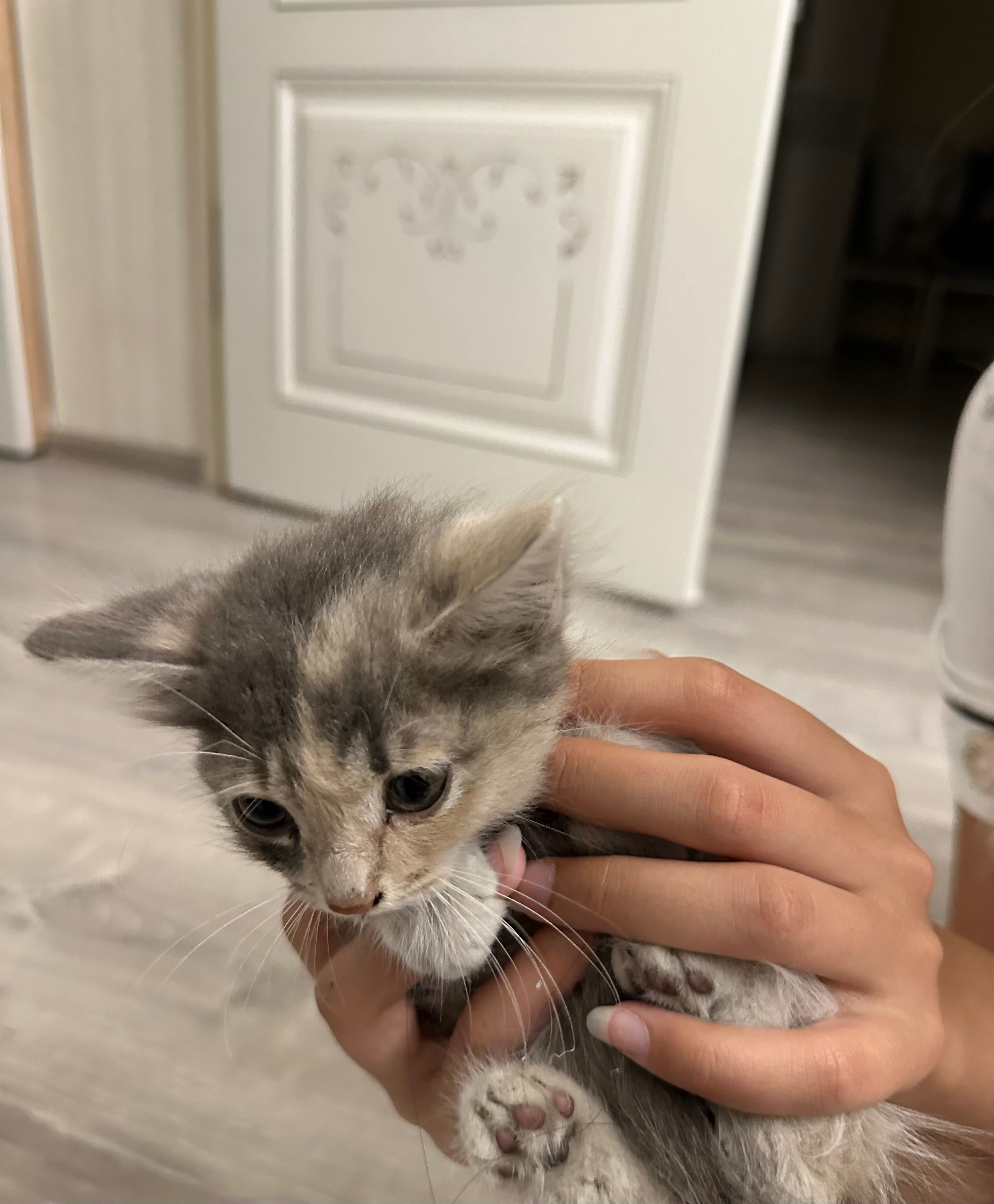 Котенок в добрые руки