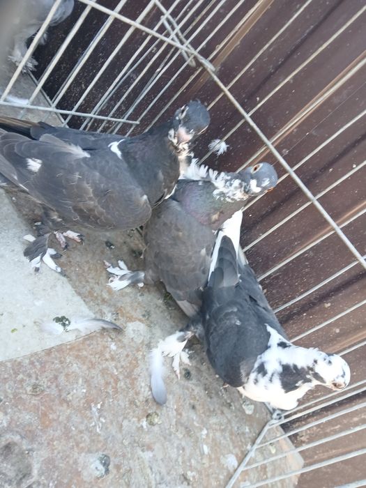 Misirlii / Satinetii