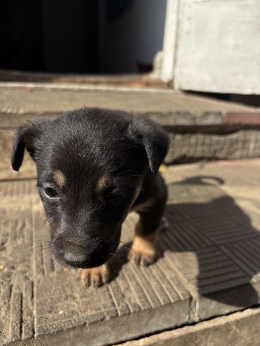 Отдам щенят даром