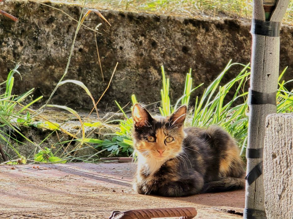 Малко Коте се подарява