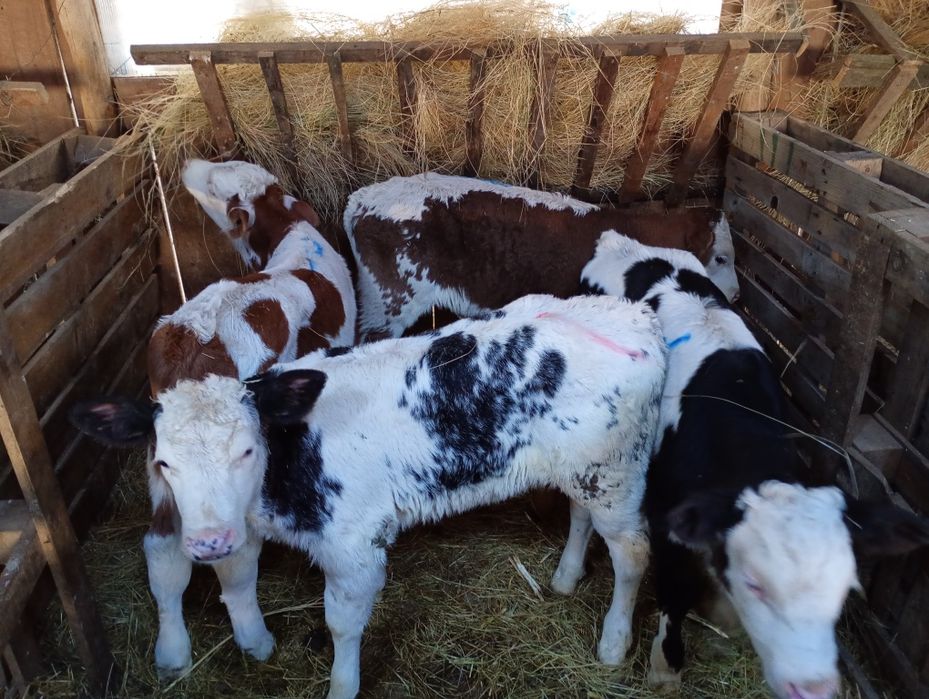 Vând viței semi înțărcați