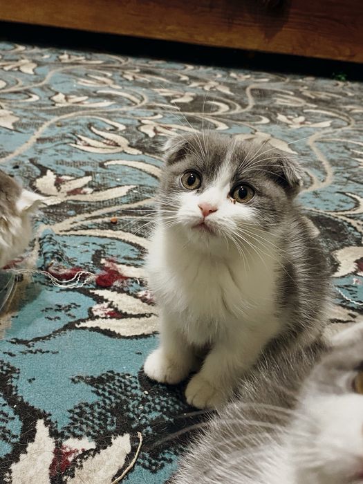 scottish fold toza qon