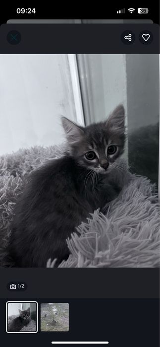 Отдам котят в добрые руки