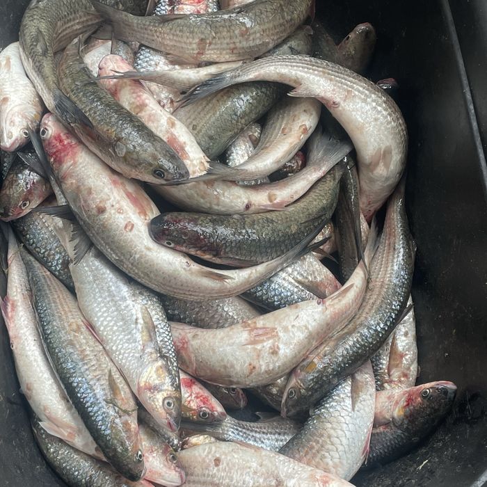 Кефаль свежий 1000тг