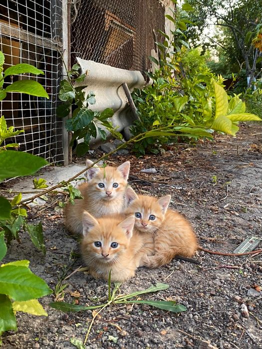 Рыжие котята 1.5 месяца