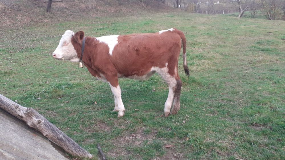 Junincă de vânzare