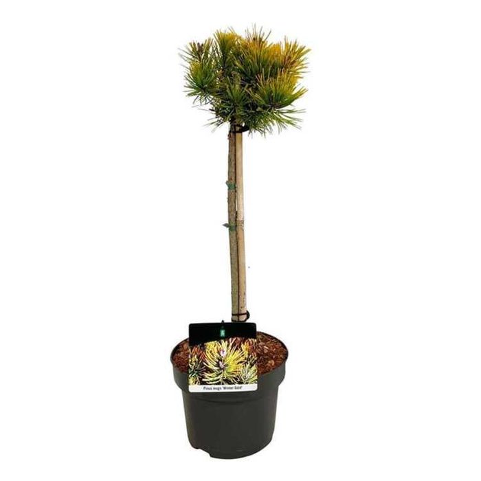 Buxus verde sau patat Pin pitic mugo bila sau pe picior
