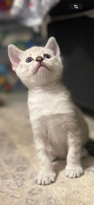 Pisica bengal alb , ochi albaștri