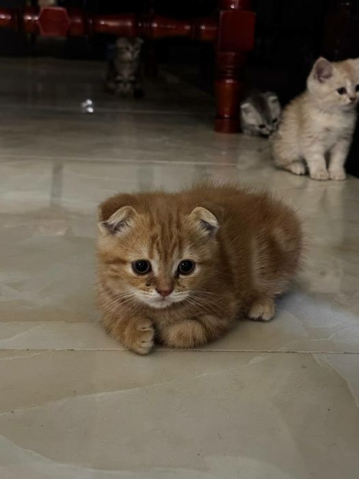Пародистые котята